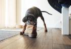 Por qué a los perros les fascina masticar zapatos