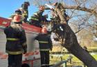 Accidente con un árbol caído en el balneario municipal Samuel Davis