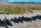 Aparecieron 15 delfines muertos en Río Negro