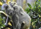 Australia advirtió que los koalas están en peligro de extinción