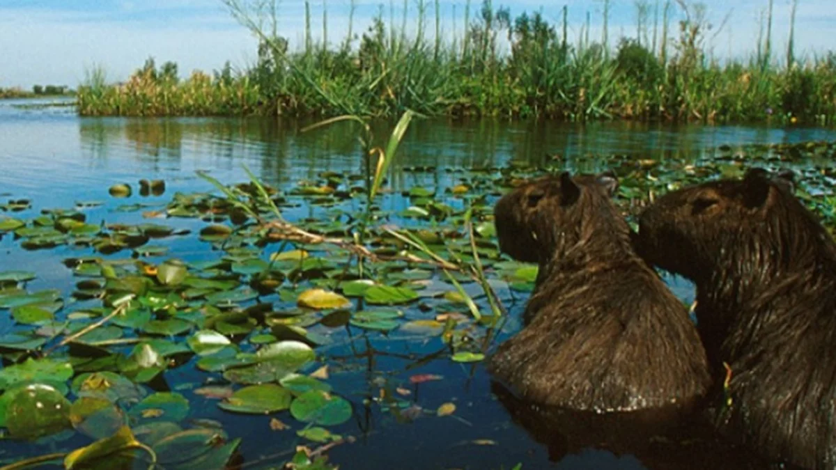 Vuelven a presentar hoy el proyecto de Ley de Humedales en Diputados