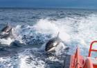 La “revolución de Gladis”: ¿por qué las orcas atacan a las embarcaciones?