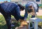 Exitosa campaña de vacunación antirrábica en Villa Belgrano