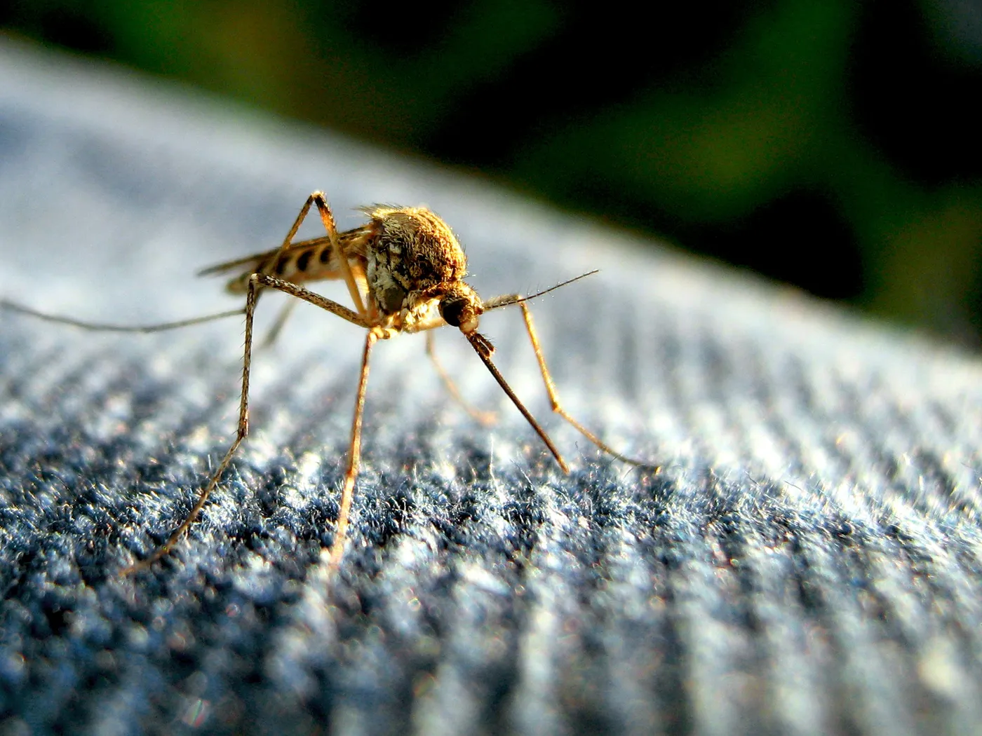 Advierten que ya circulan dos variantes de dengue en Argentina