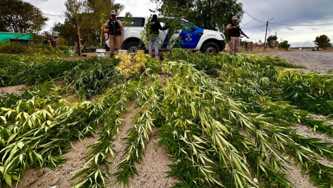 Plantación de marihuana: operativo de Prefectura en Río Negro