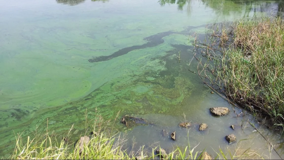Cianobacterias: la Provincia mantiene el alerta en 12 lagunas, una de ellas de la zona