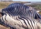 Hallaron una ballena muerta en las costas del Río de La Plata