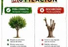 ¡ATENCIÓN VECINOS! INICIÓ LA TEMPORADA DE PODA