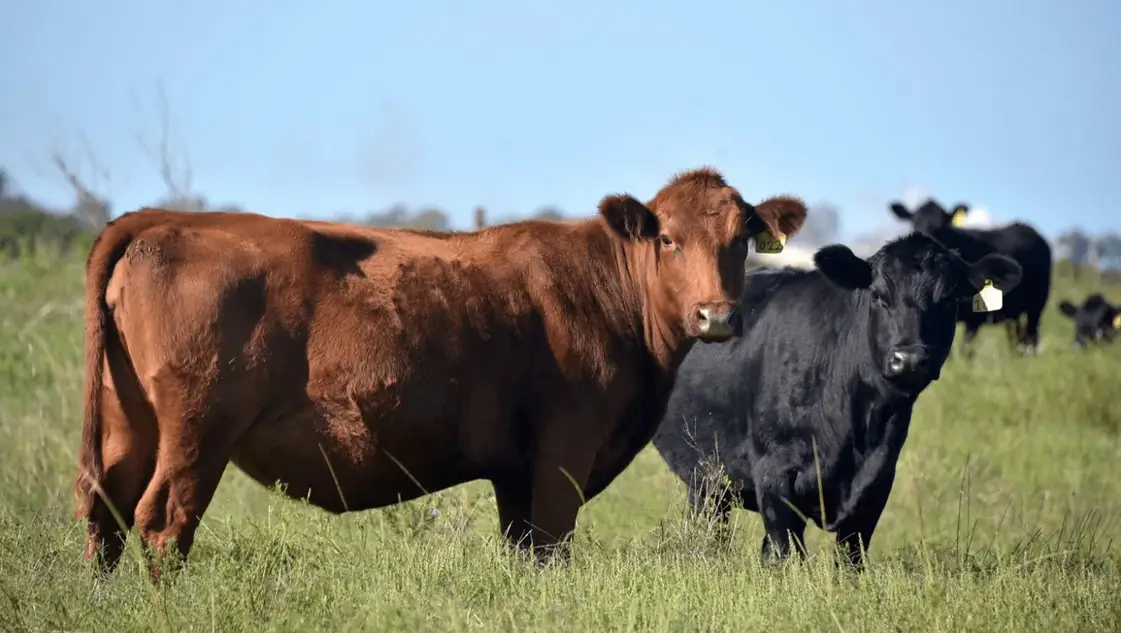 Producción bovina: el dato que promete una transformación en el país