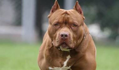 Un policía fue atacado por un pitbull tras acudir a un conflicto familiar