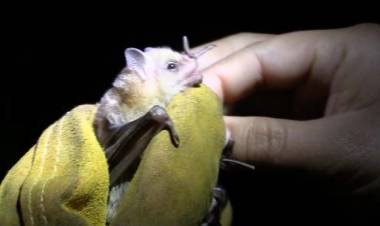 Detectaron un murciélago con rabia en Bahía Blanca: vacunan a perros y gatos