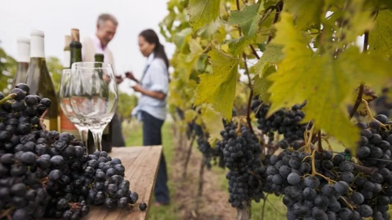 Argentina Tierra de Vinos, algo más que un plan para celebrar