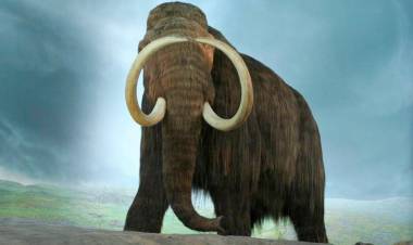 Intentan resucitar al extinto mamut lanudo