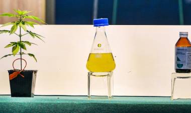 La Rioja tendrá a mediados de 2022 su primer aceite de cannabis para uso medicinal