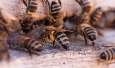 ¿Por qué hay un Día Mundial de las Abejas?