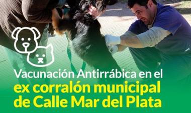Vacunación antirrábica en el ex corralón municipal de Calle Mar del Plata