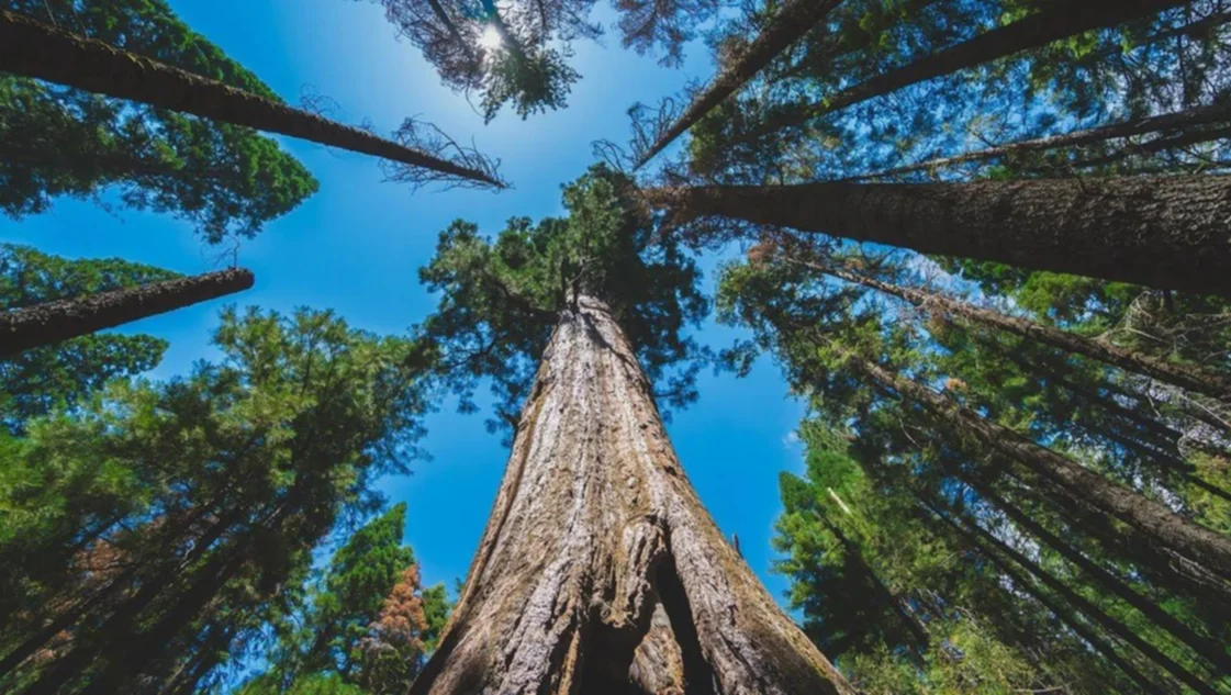 ¿Cuál es la propuesta de la Mesa de Carbono Forestal Nacional?