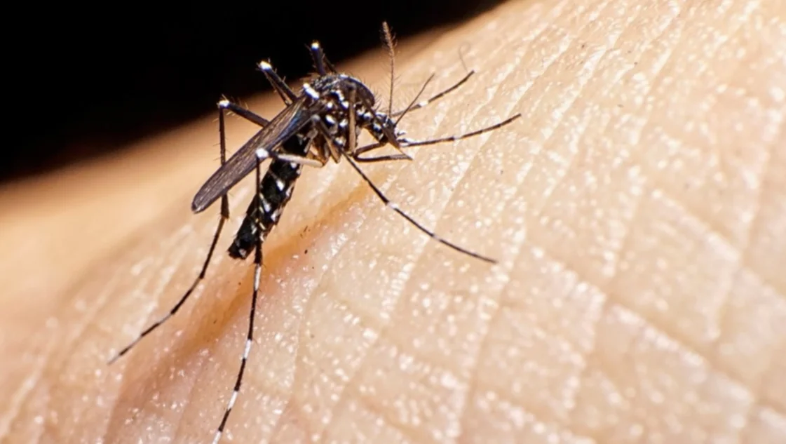Brote de dengue: cuántos casos hay en Bahía y la región