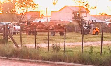 Tres Arroyos: mueren 15 vacas preñadas en la Sociedad Rural