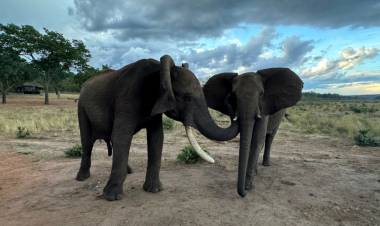 Estudio revela que elefantes se identifican entre sí por un nombre propio