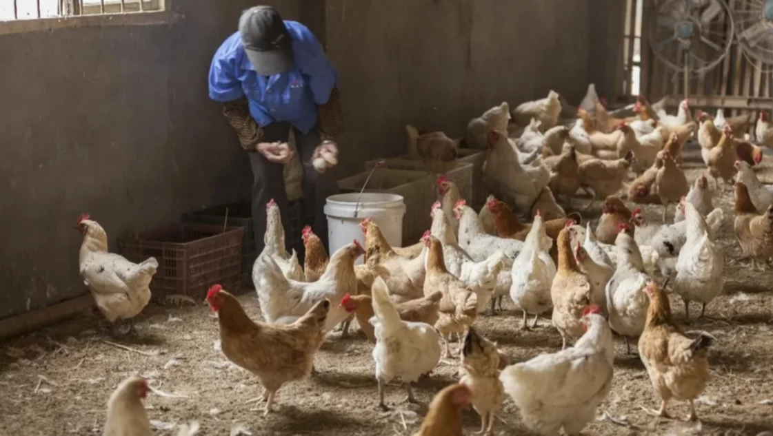 Confirmaron el primer caso de gripe aviar en aves de corral