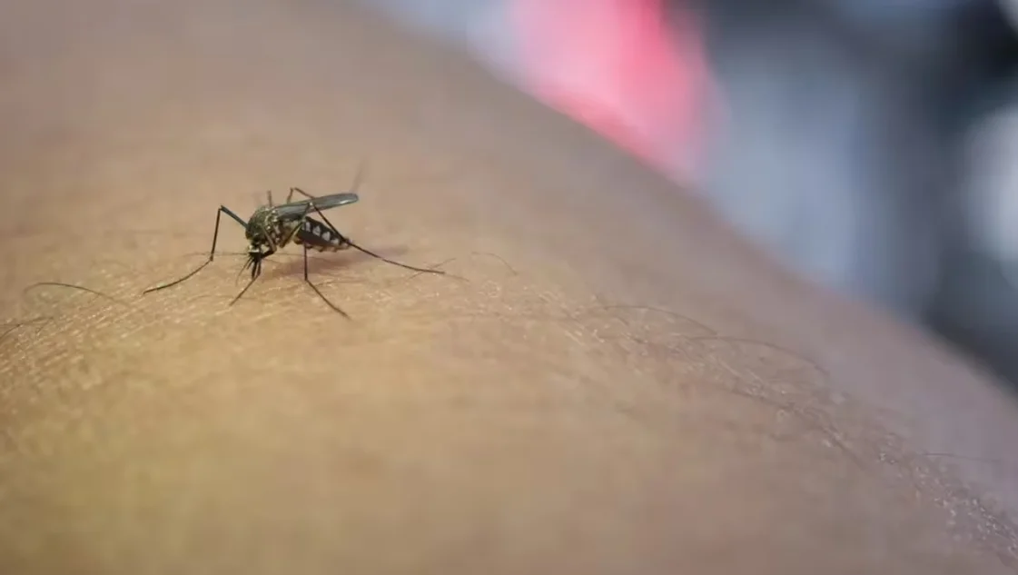 Se registraron más de 33.000 casos de dengue entre finales de julio y enero en el país