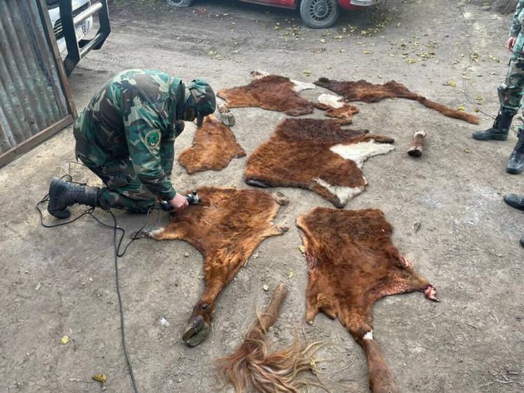 Abigeato: Aprehenden a una persona y secuestran restos de animales en Gonzáles Chaves