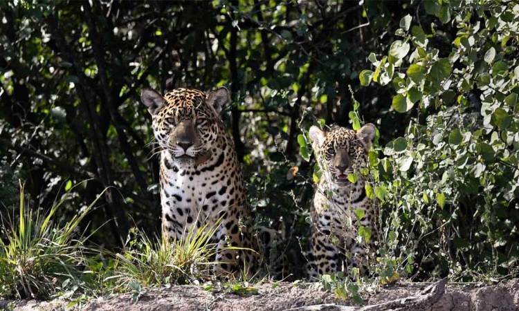 Investigan la desaparición de dos crías de yaguareté liberadas en una reserva natural