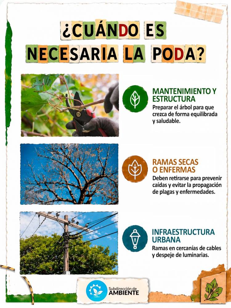 Poda responsable: cuidar hoy para tener árboles sanos mañana