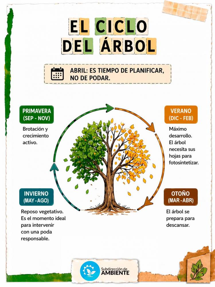 Poda responsable: cuidar hoy para tener árboles sanos mañana