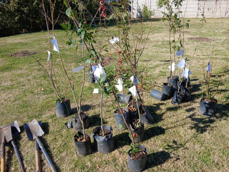 En el marco de su 139 aniversario en Santa Maria se plantaron árboles