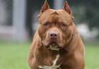 Un policía fue atacado por un pitbull tras acudir a un conflicto familiar