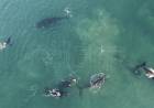 La ballena franca austral, bajo amenaza por el calentamiento de los océanos