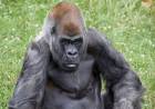 Murió el gorila macho más viejo del mundo