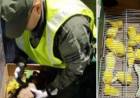 Tres Arroyos: detectan alarmante caso de transporte ilegal de fauna silvestre
