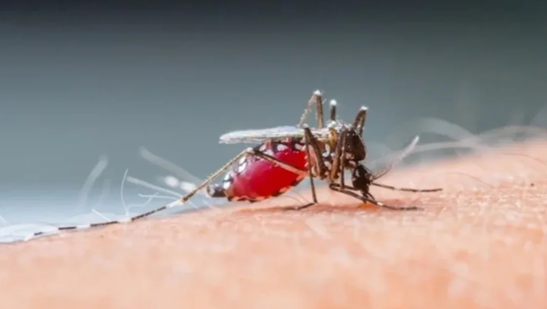 Aumentaron un 60,5% los casos de dengue: hay alerta en varias provincias