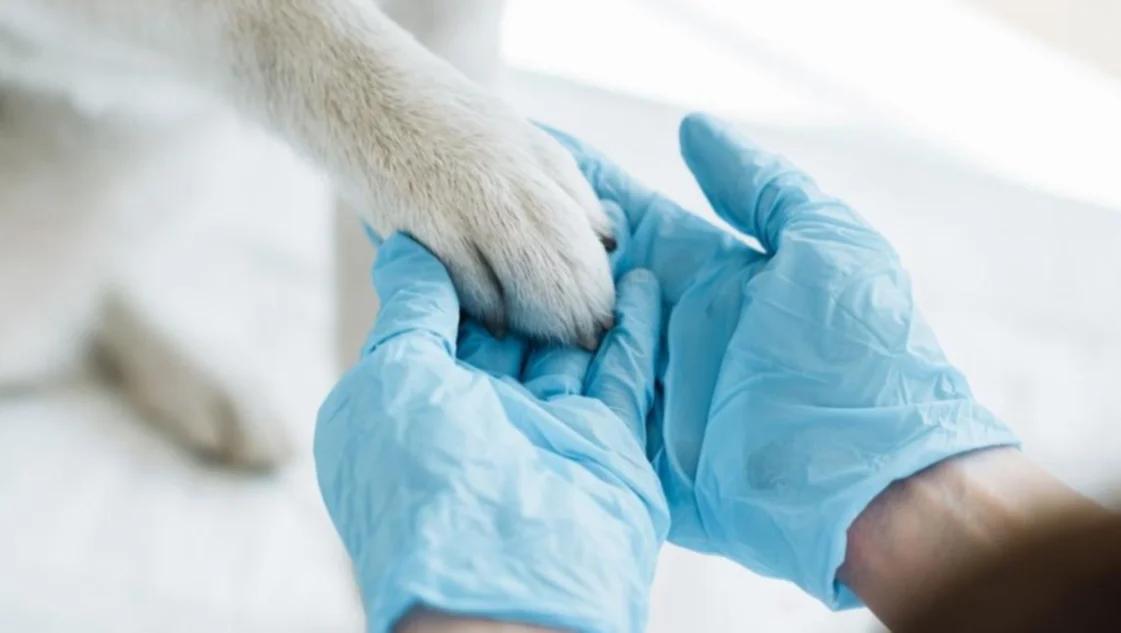 El Gobierno anunció la apertura de importaciones para productos veterinarios