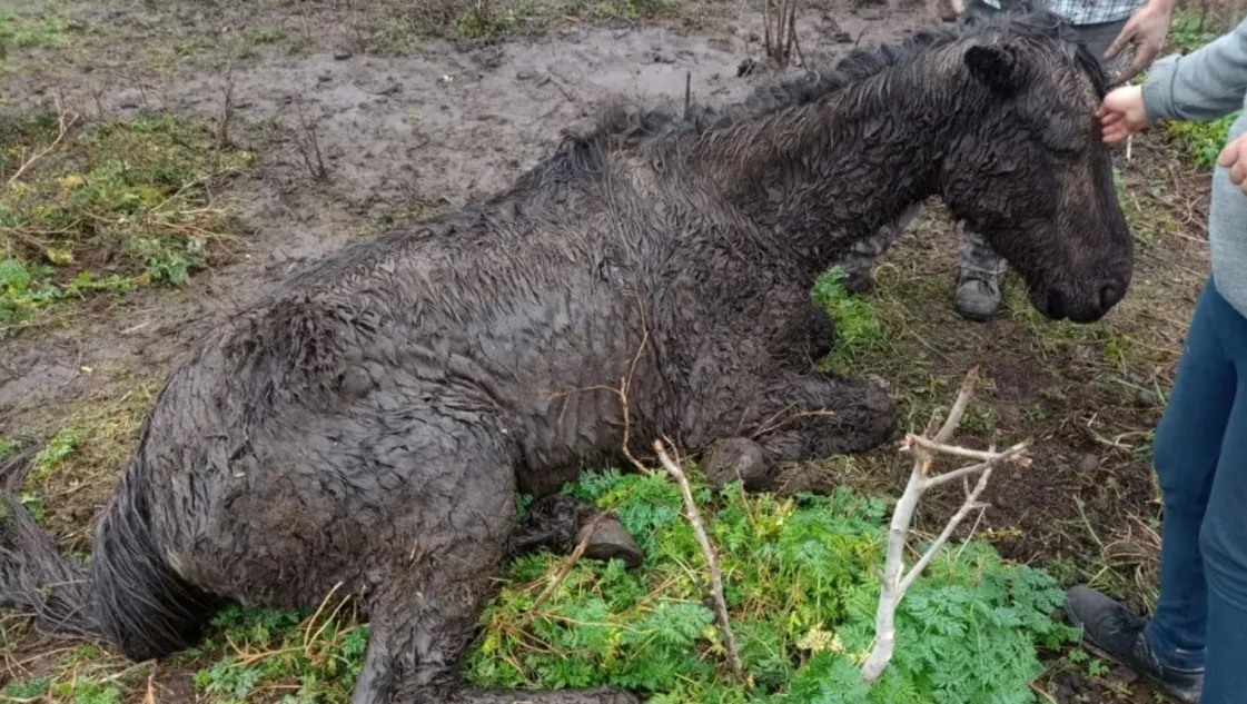 La Policía de Suárez rescató a 4 caballos en estado de desnutrición: uno de ellos perdió la vida