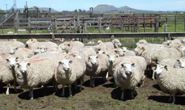 Desarrollo Agrario aprobó 24 proyectos en el marco de la ley ovina