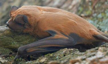 Identificaron una nueva especie de murciélago que habita el sur de Santa Fe
