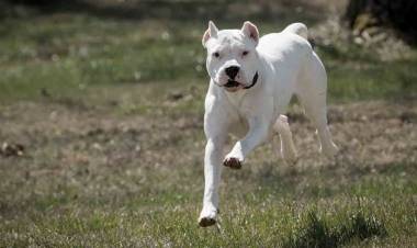 Un Dogo mordió a un nene de 4 años en el rostro y detuvieron al dueño