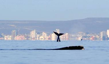 Puerto Madryn, las maravillas de la naturaleza al alcance