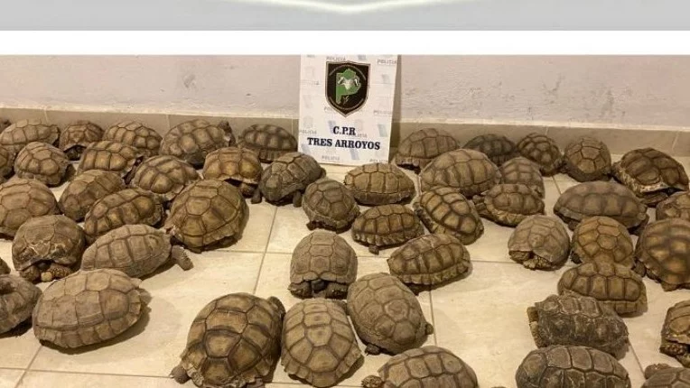 Tres Arroyos: allanaron una casa y encontraron 140 tortugas