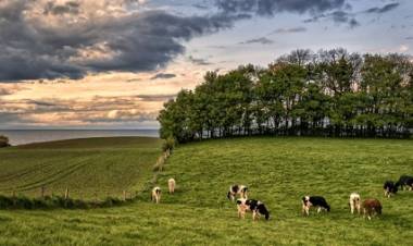 La ganadería en América Latina puede ser parte de la solución al cambio climático