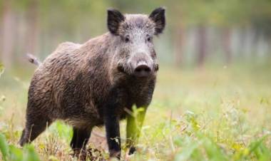 Informan que en la Ruta Pcial. 76 en cercanías de Villa Serrana La Gruta, hay jabalies sobre el asfalto