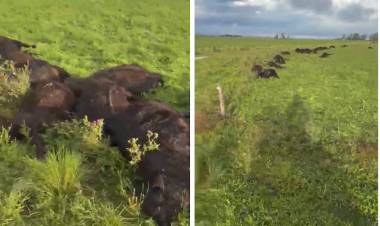 La Madrid: una centella mató 33 terneros en un campo