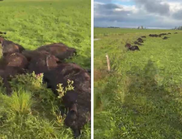 La Madrid: una centella mató 33 terneros en un campo