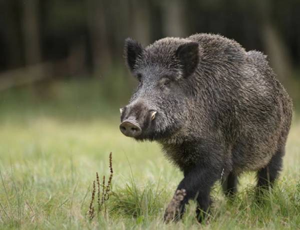 El impacto real de la "invasión" de jabalíes