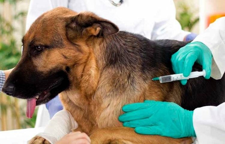 Vacunación antirrábica ante un caso sospechoso de rabia en humanos