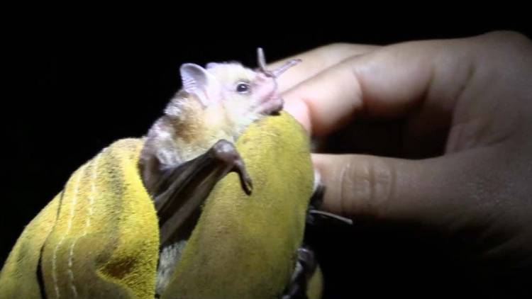 Detectaron un murciélago con rabia en Bahía Blanca: vacunan a perros y gatos